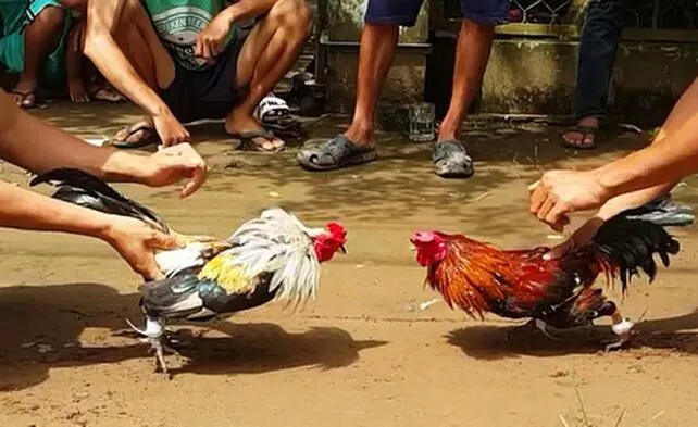 Khái niệm cơ bản về loại hình đá gà Campuchia Khái niệm cơ bản về loại hình đá gà Campuchia