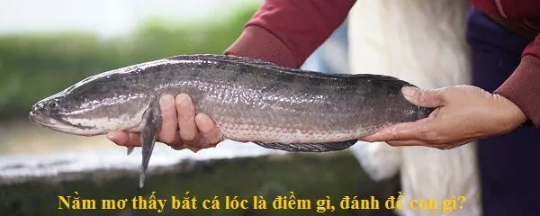 Nằm mơ thấy cá lóc là điềm gì? Nằm mơ thấy cá lóc là điềm gì?